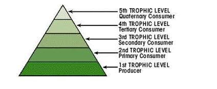 TOPIC 6: ECOLOGY | BIOLOGY FORM 6