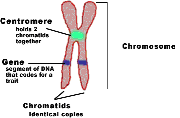 TOPIC 4: GENETICS|BIOLOGY FORM 5 & 6