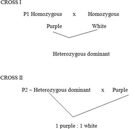 TOPIC 4: GENETICS | BIOLOGY FORM 6