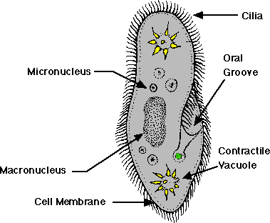Paramecium 1460529275308
