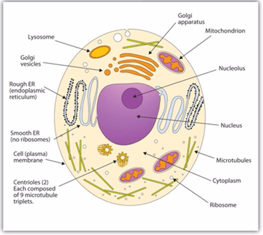 Animal Cell 1457247918275
