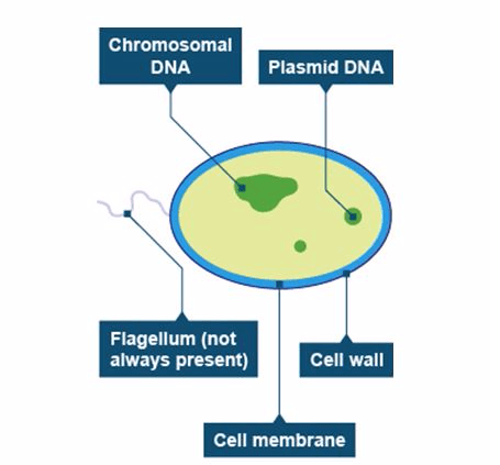 Bacteria 1457604777277