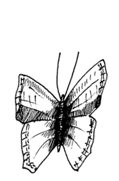 Butterfly 1439210136623