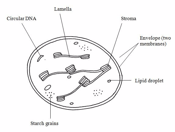 Chloroplast 1457249218330