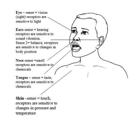 Sensory Organs 1439447673899