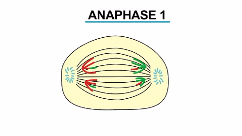 Anaphase 1 1451541385157