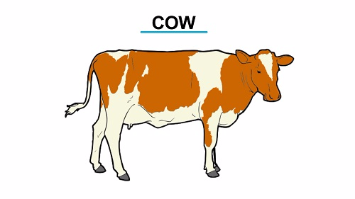 Cow 1451473004553