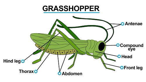 Grasshopper 1451461167585