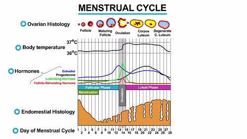 Menstrual Cycle 1451545237732