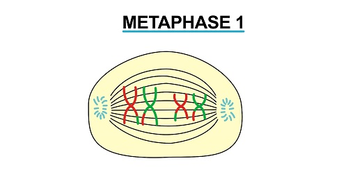 Metaphase 11 1449224553694