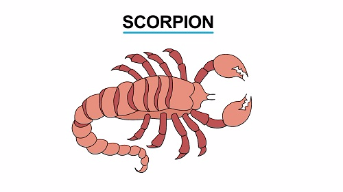 Scorpion 1451461223224