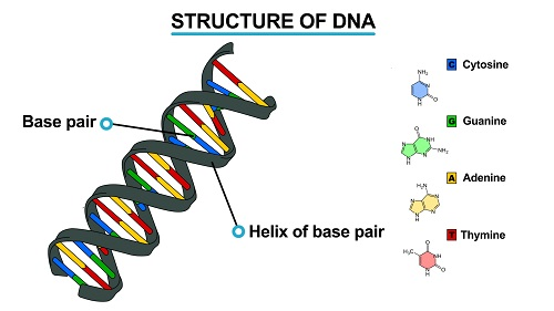 STRUCTURE OF DNA 1449232728127