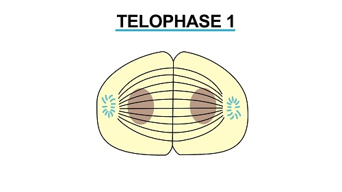 Telophase 11 1449225041379