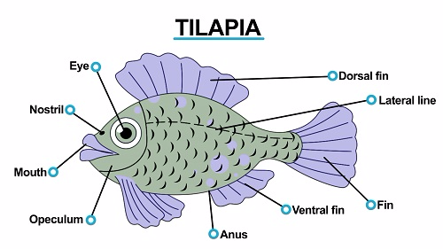 Tilapia 1451472960276