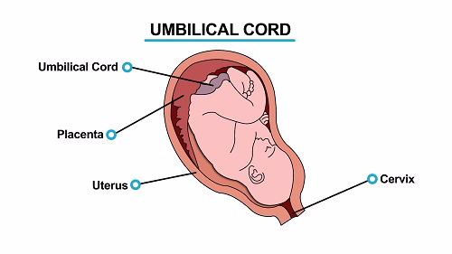 Umbilical Cord 1451545447473