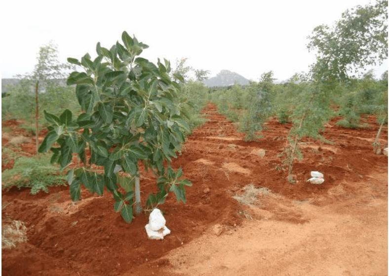 afforestation 1449337069694