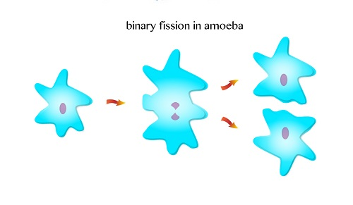 Binary 1451538827477