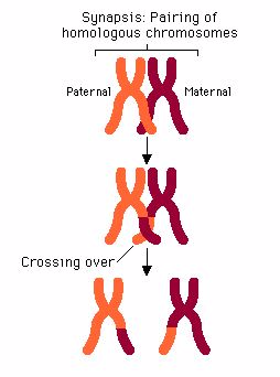 cross over 1451381827950
