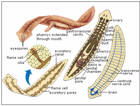 Flat Worm 1457000713559