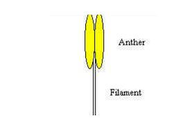Flower 1456841689164