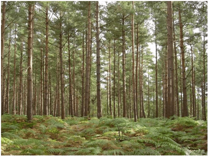 forest2 1449234318106