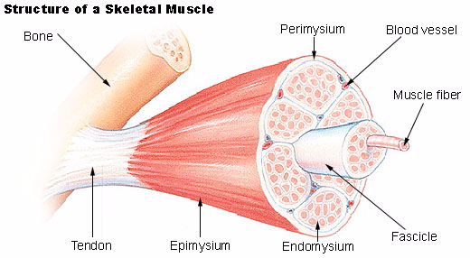 Muscle Structure 1451486601375