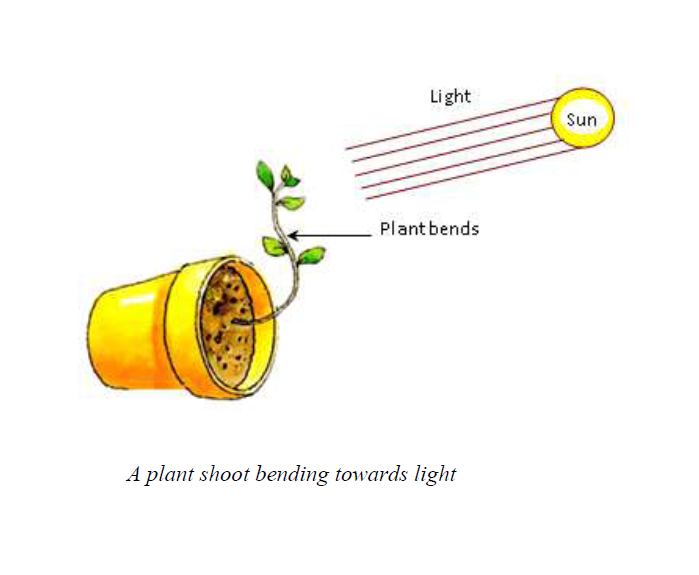 plant 1449477144263