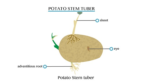 Potato 1451539756570