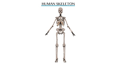 Skeleton 1451484436305