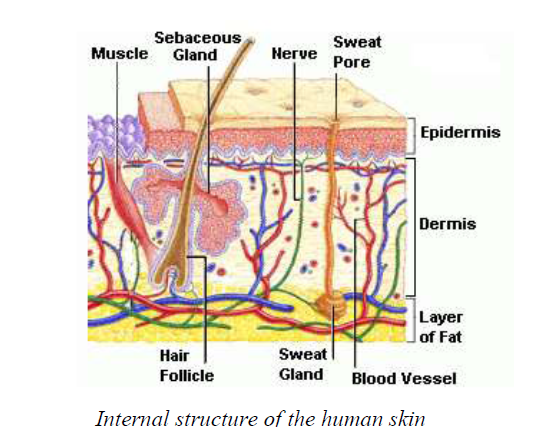 skin 1449472021146