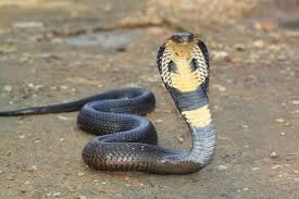 Snake 1451473170788