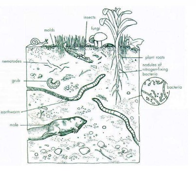 soil micro
