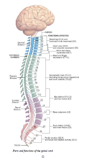 spinal 1449376243840