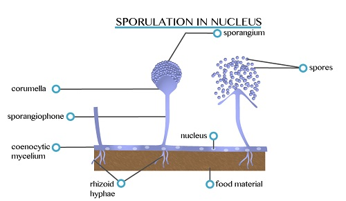 Sporulation 1451539115288