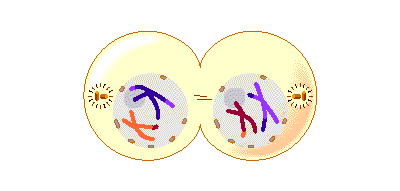 Telophase 1451541419912
