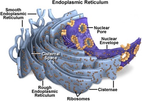 051023 0430 Topic1Cytol9