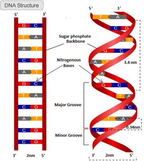 051023 0440 TOPIC1CYTOL29