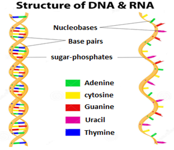 051023 0440 TOPIC1CYTOL30