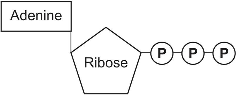 051023 0440 TOPIC1CYTOL33