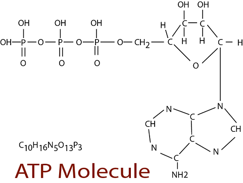 051023 0440 TOPIC1CYTOL34