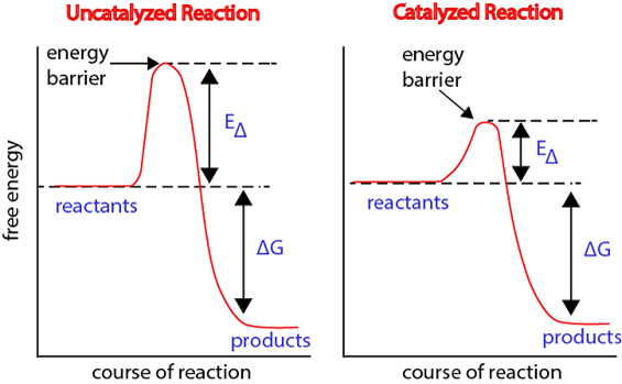 051023 0440 TOPIC1CYTOL35