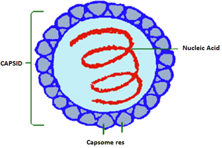 Topic 3: Natural Groups Of Organisms | Biology Form 5