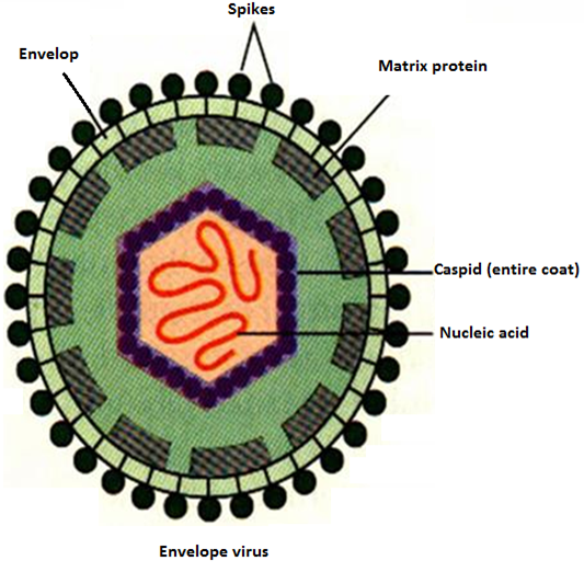 Topic 3: Natural Groups Of Organisms | Biology Form 5