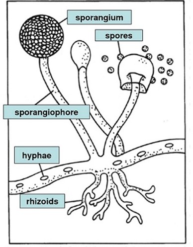 051023 0451 Topic3Natur24