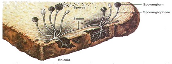 051023 0451 Topic3Natur25