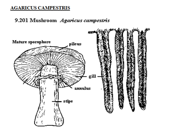 051023 0451 Topic3Natur26