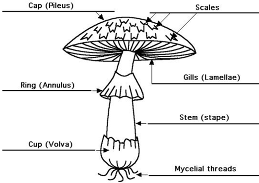 051023 0451 Topic3Natur27