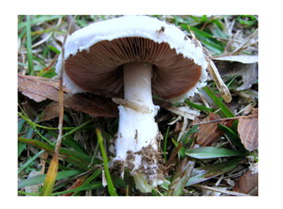 051023 0451 Topic3Natur28
