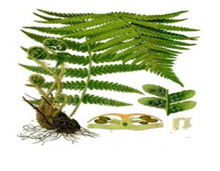 051023 0451 Topic3Natur32