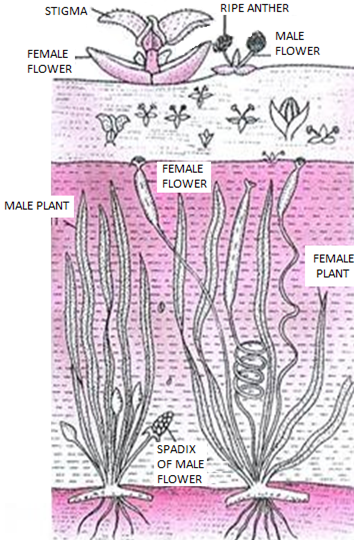 051023 0451 Topic3Natur34